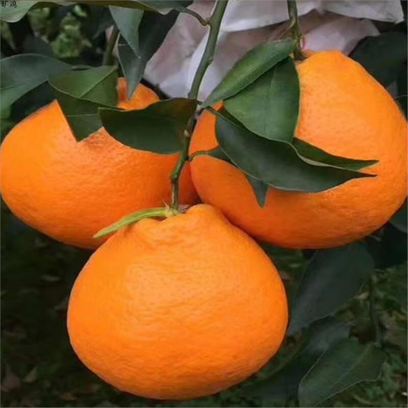 1塩б啣?矌@詒Q?z硫c?/(Dc?%6???鲃溋睖?(衔,这个字读什么)